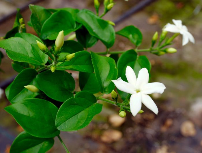 Jasmine sambac