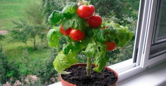 Cherry tomatoes on the windowsill