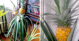 Ananász termesztése otthon