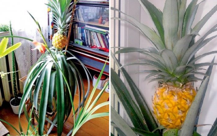 Ananász termesztése otthon