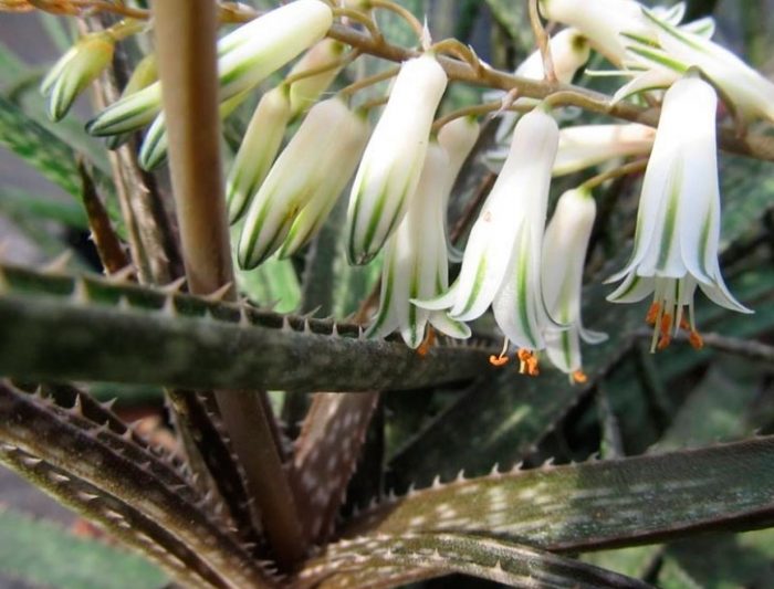 Aloe cu flori albe