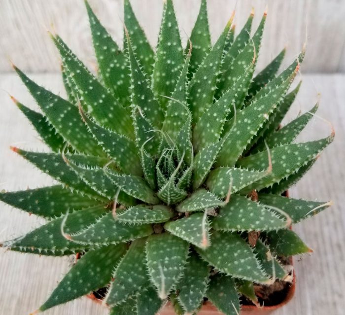 Aloe spinos