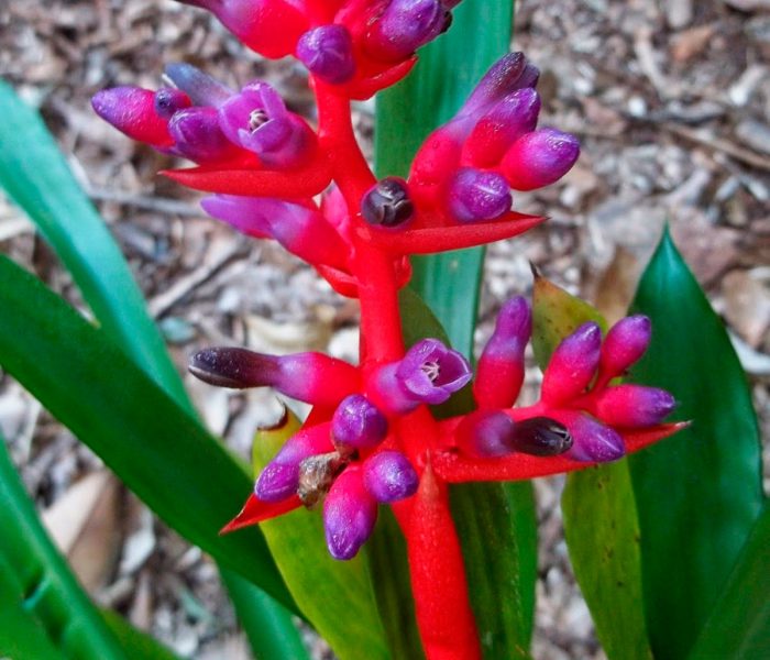 Ehmea Weilbach (Aechmea weilbachii)