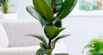 Ficus gummiliknande (elastica)