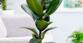 Ficus gummiliknande (elastica)