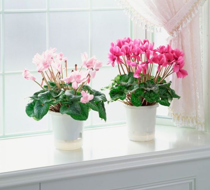 Cyclamen care at home