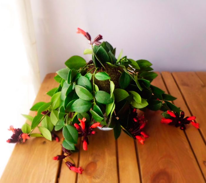 Aeschinanthus care at home