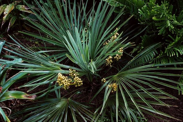 Trachycarpus pitic (Trachycarpus nanus)