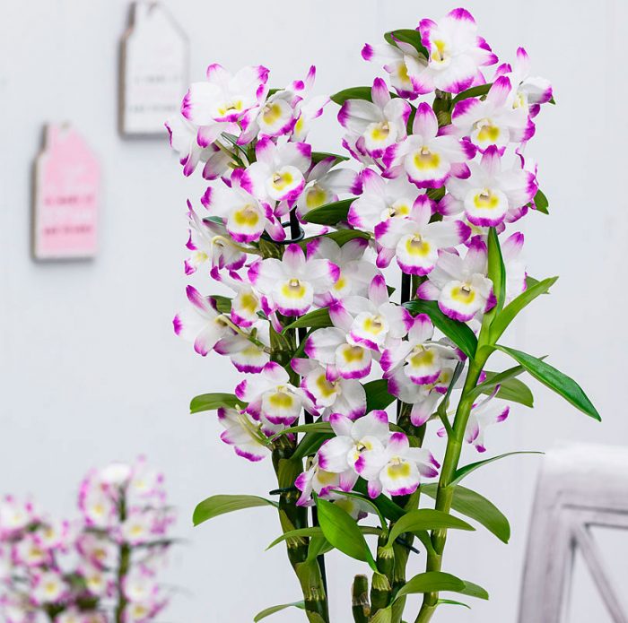 Dendrobium orkidéomsorg hemma