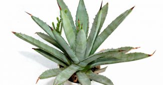 Agave