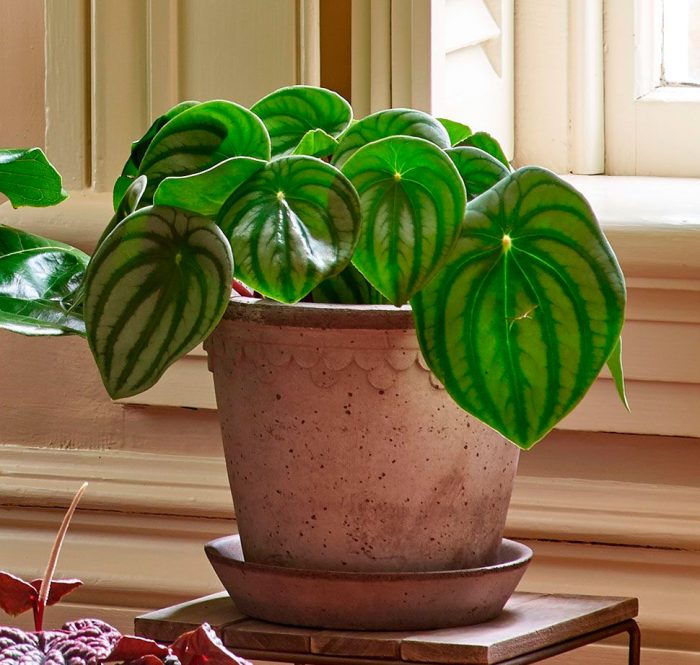 Home care for peperomia