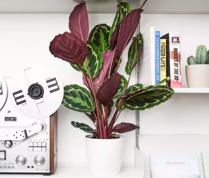 Caring for calathea at home