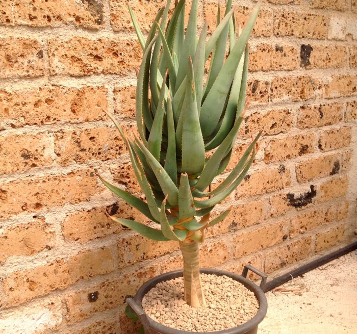 Aloe kétszínű