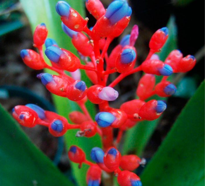 Ehmeya vermelho fosco