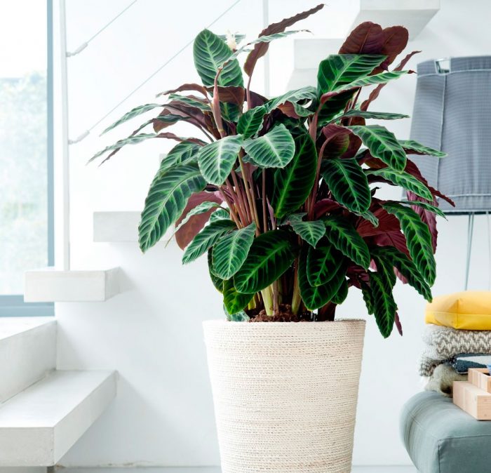 Caring for calathea at home