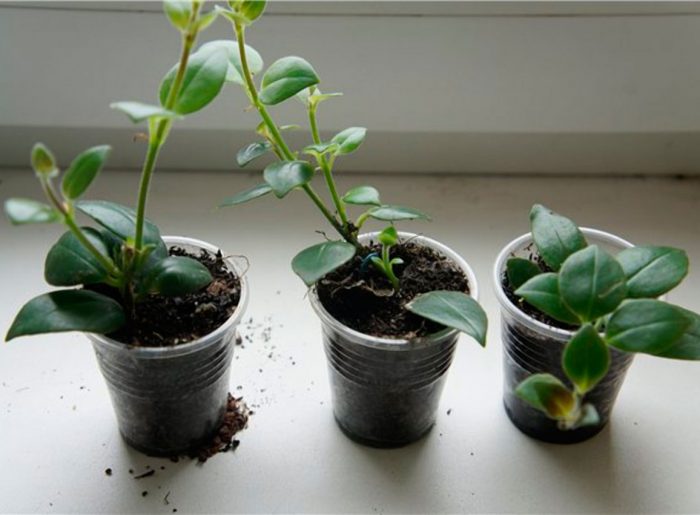Propagation by stem and leaf cuttings