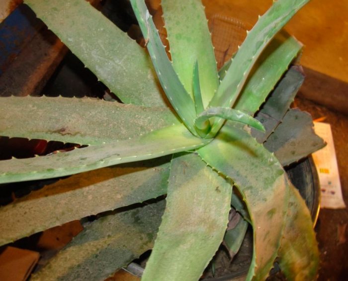 Diseases and pests of aloe