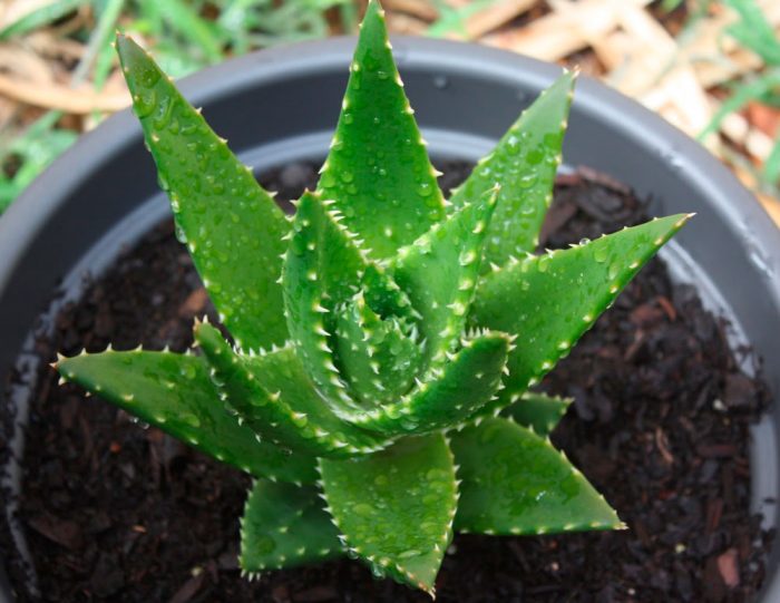 Aloe cap-shaped