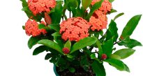 Ixora (Flame of the Woods)