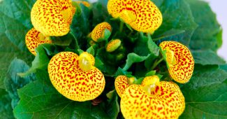 Calceolaria