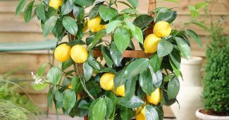Hemlagad citron