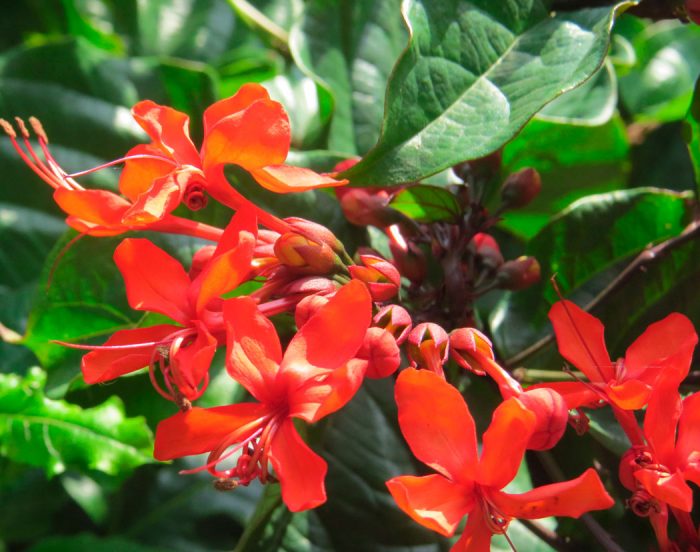 Clerodendrum lysande