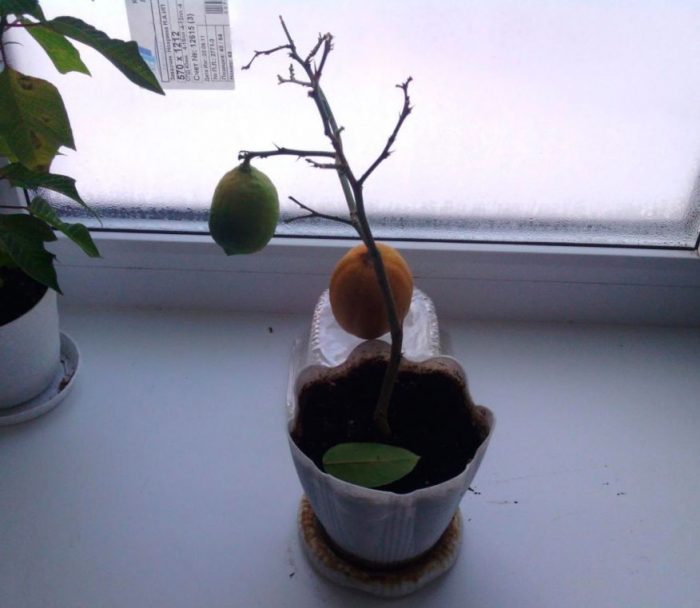 Lemon without leaves