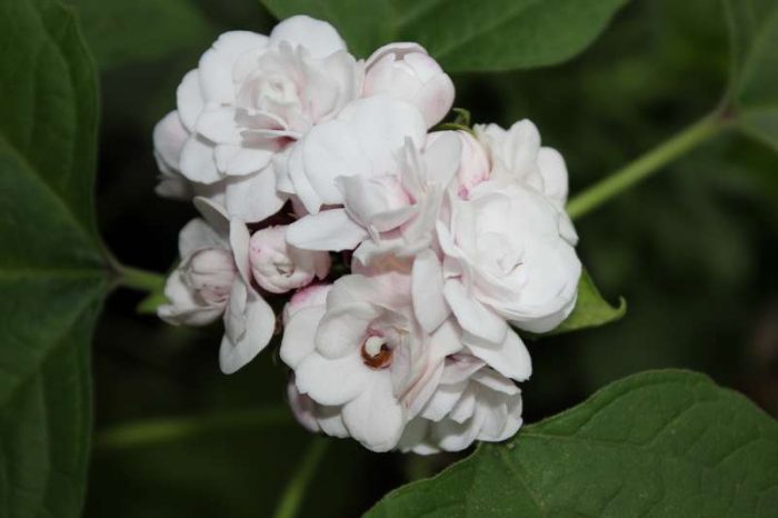 Fragrant clerodendrum