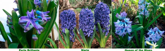 Blue hyacinths