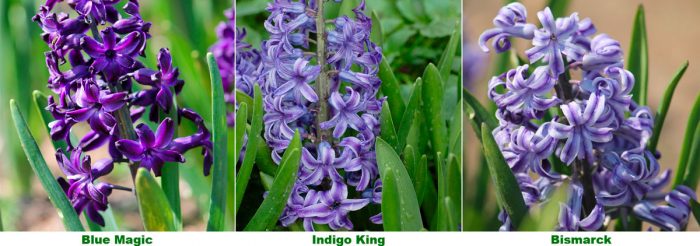 Lilac hyacinths