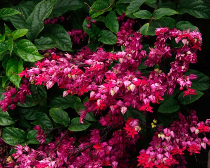 Clerodendrum beautiful