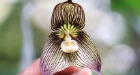 Orhideea Dracula
