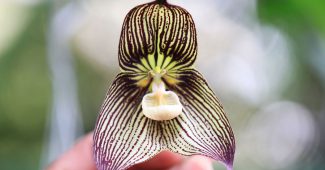 Orquídea Drácula