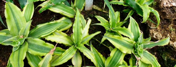 Stemless Cryptanthus (Cryptanthus acaulis)