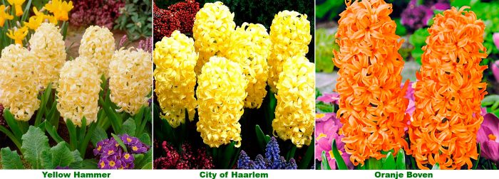 Gula och orange hyacinter