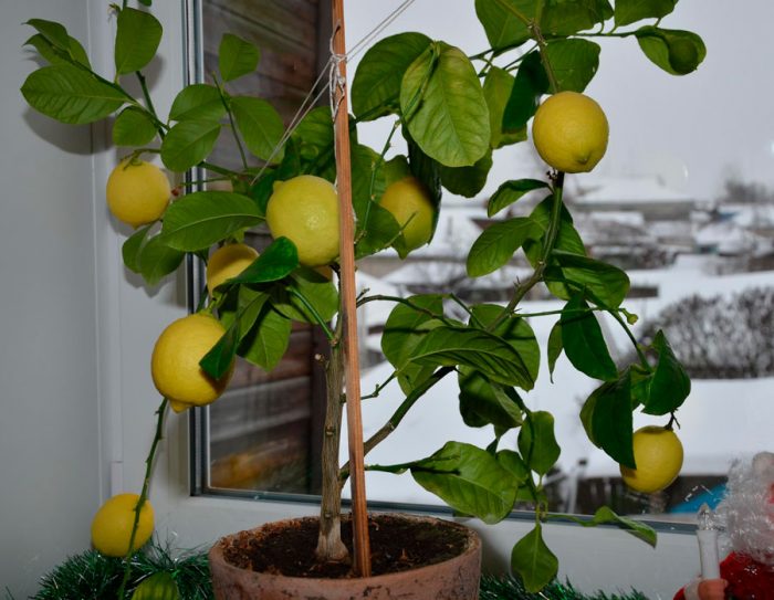 Pavlovsky citrom