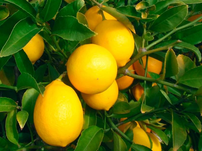 Meyers citron