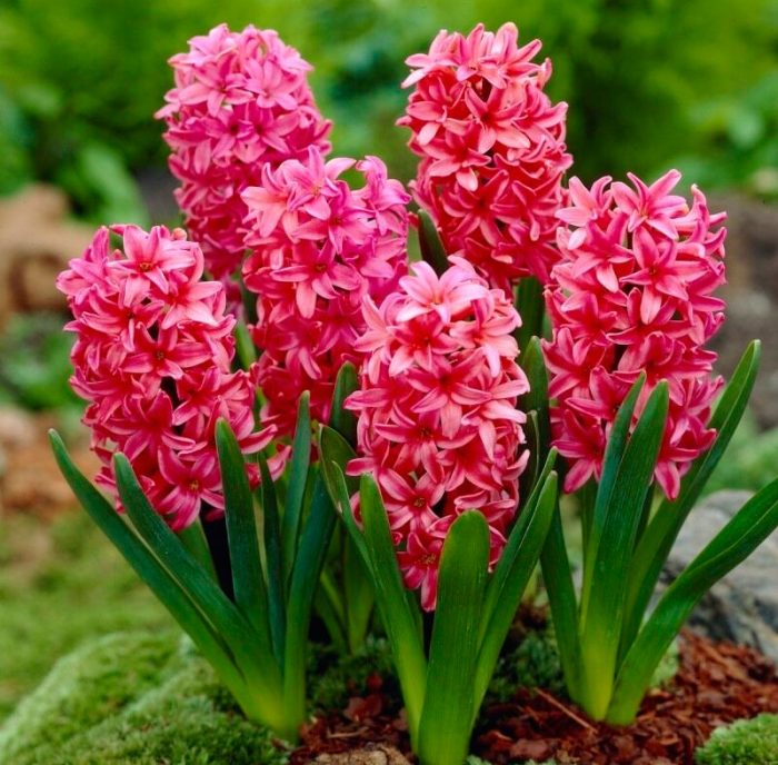 Features of hyacinth