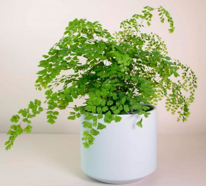 Features of the maidenhair