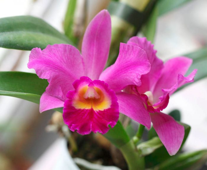 Cattleya orchidea gondozás otthon