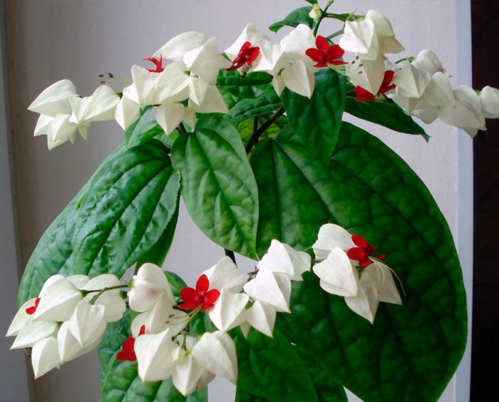 Features of clerodendrum