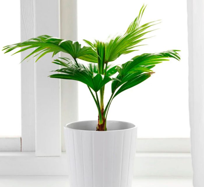 Liviston palm