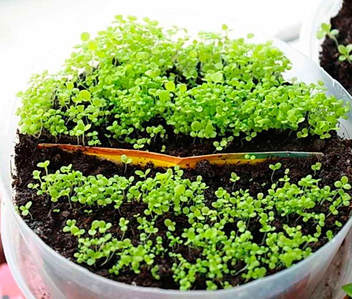 Growing lobelia from seeds