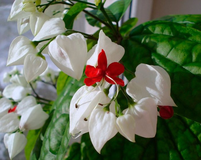 Home care for clerodendrum