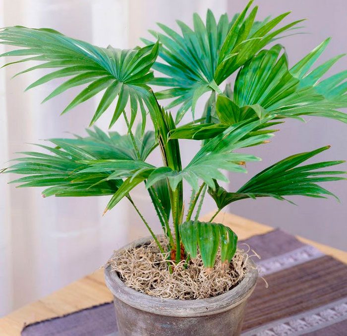 Caring for a Liviston palm tree at home