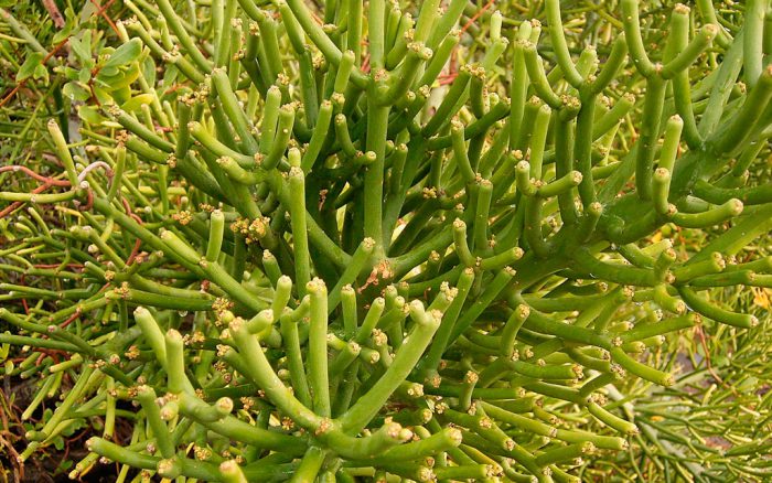 Euphorbia tirucalli (Euphorbia tirucalli)