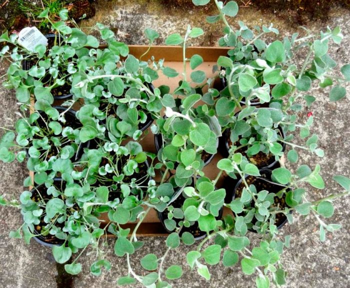 Plantera dichondra i öppen mark