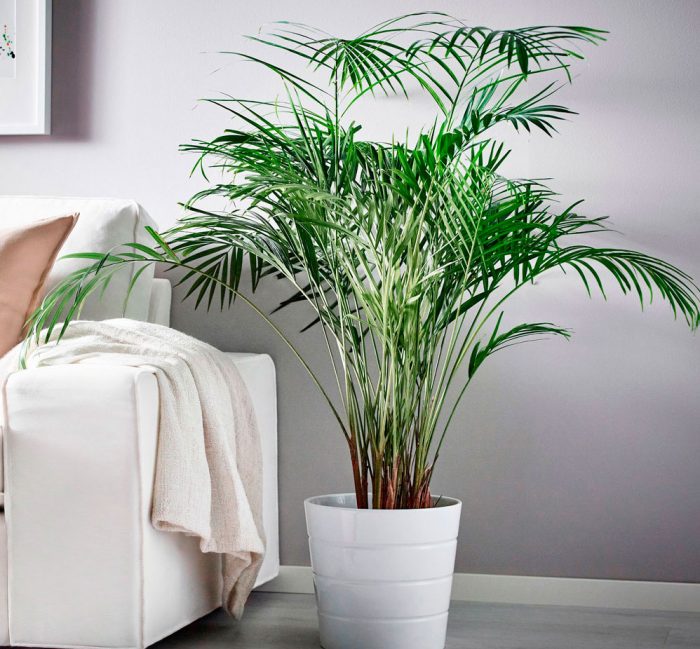 Areca palm care at home