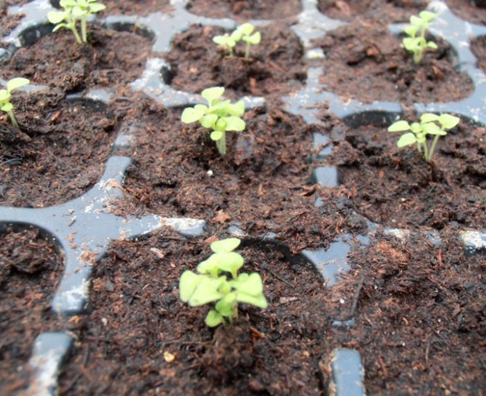 Creșterea bacopei din semințe