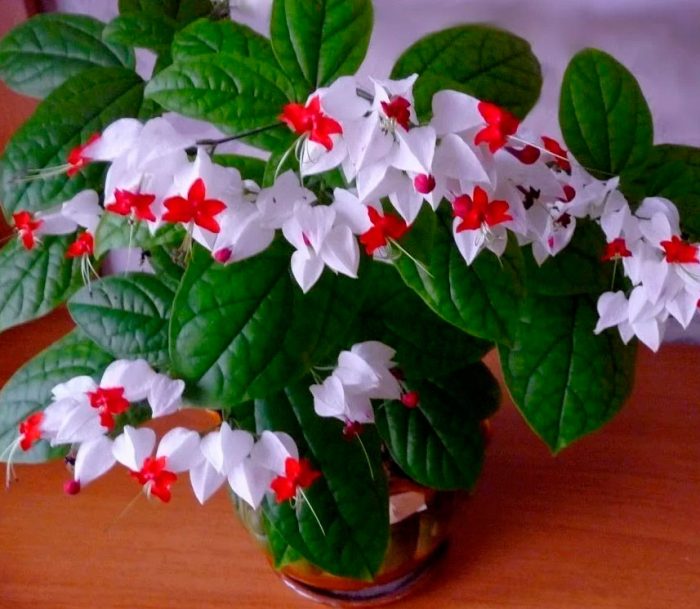 Clerodendrum blommar inte